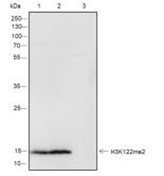 Histone H3 (Di-Methyl Lys122) Recombinant Rabbit Monoclonal Antibody