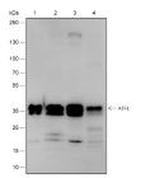 ATF1 Recombinant Rabbit Monoclonal Antibody