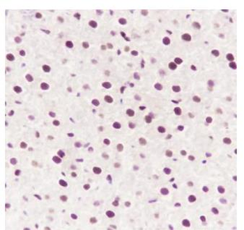 ATF1 Recombinant Rabbit Monoclonal Antibody