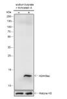 Histone H2A (Acetyl-Lys9) Recombinant Rabbit Monoclonal Antibody