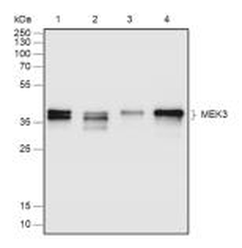 MEK3 Recombinant Rabbit Monoclonal Antibody