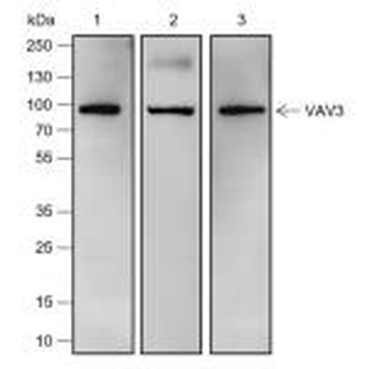 VAV3 Recombinant Rabbit Monoclonal Antibody