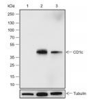 CD1c Recombinant Rabbit Monoclonal Antibody