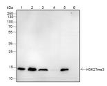 Histone H3 (Tri Methyl K27) Recombinant Rabbit Monoclonal Antibody