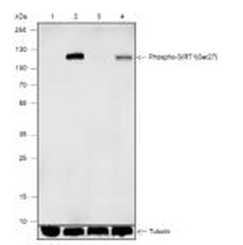 Phospho-SIRT1 (Ser27) Recombinant Rabbit Monoclonal Antibody