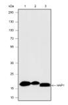 Moesin Recombinant Rabbit Monoclonal Antibody