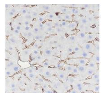 Moesin Recombinant Rabbit Monoclonal Antibody