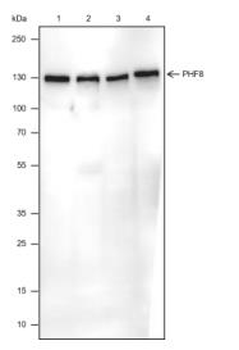 PHF8 Recombinant Rabbit Monoclonal Antibody