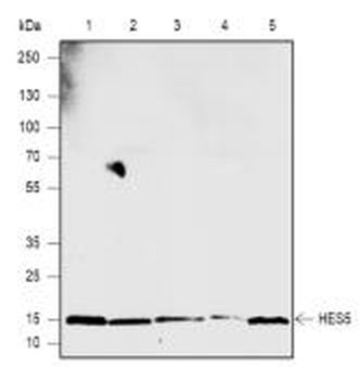 HES5 Recombinant Rabbit Monoclonal Antibody
