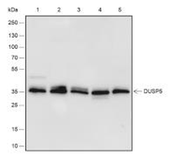 DUSP5 Recombinant Rabbit Monoclonal Antibody