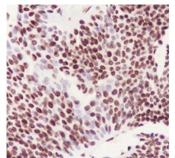 DUSP5 Recombinant Rabbit Monoclonal Antibody