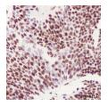 DUSP5 Recombinant Rabbit Monoclonal Antibody