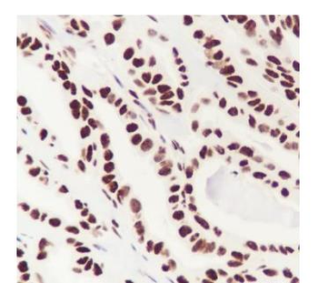 DUSP5 Recombinant Rabbit Monoclonal Antibody