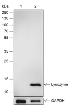 Lysozyme Recombinant Rabbit Monoclonal Antibody