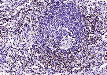 Lysozyme Recombinant Rabbit Monoclonal Antibody