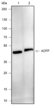 PLIN2 Recombinant Rabbit Monoclonal Antibody