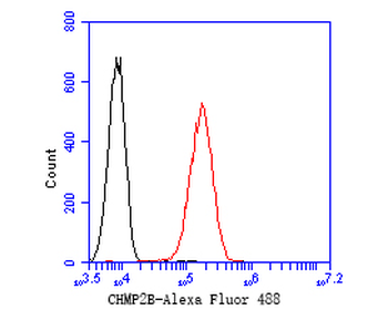 CHMP2B Recombinant Rabbit Monoclonal Antibody