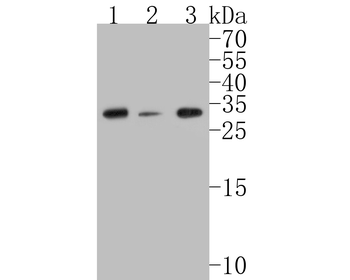 CHMP2B Recombinant Rabbit Monoclonal Antibody