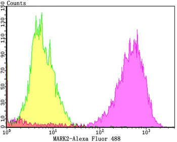 MARK2 Recombinant Rabbit Monoclonal Antibody