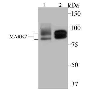 MARK2 Recombinant Rabbit Monoclonal Antibody