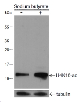 Histone H4 (acetyl K16) Recombinant Rabbit Monoclonal Antibody