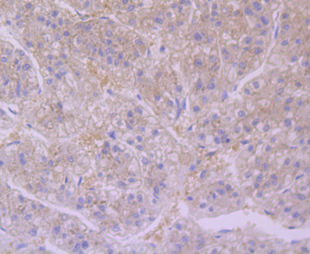 Furin Recombinant Rabbit Monoclonal Antibody