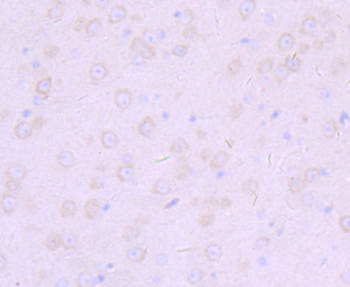 Furin Recombinant Rabbit Monoclonal Antibody