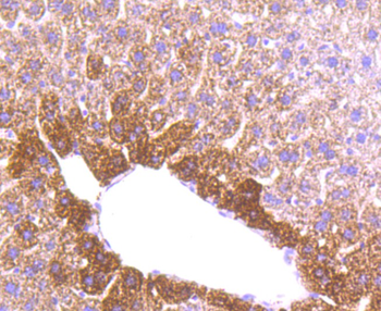 MMP3 Recombinant Rabbit Monoclonal Antibody