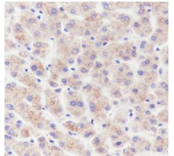 MMP3 Recombinant Rabbit Monoclonal Antibody
