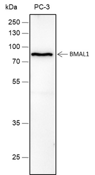 BMAL1 Recombinant Rabbit Monoclonal Antibody