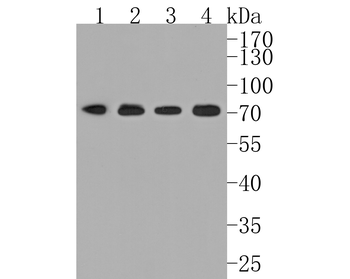 BMAL1 Recombinant Rabbit Monoclonal Antibody
