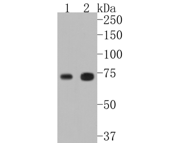 TAK1/MAP3K7 Recombinant Rabbit Monoclonal Antibody