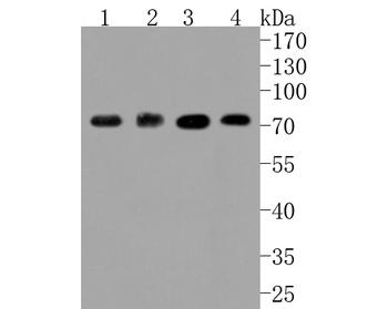 ABCG2 Recombinant Rabbit Monoclonal Antibody