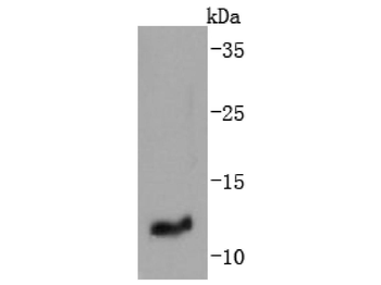 IGF2 Recombinant Rabbit Monoclonal Antibody