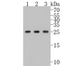 Hsp27 Recombinant Rabbit Monoclonal Antibody