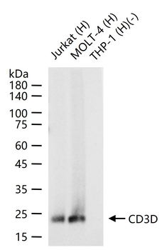 CD3D Recombinant Rabbit Monoclonal Antibody