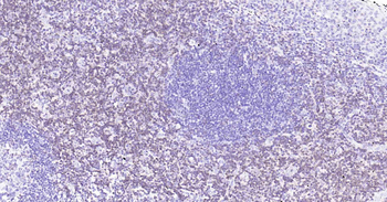 CD3D Recombinant Rabbit Monoclonal Antibody