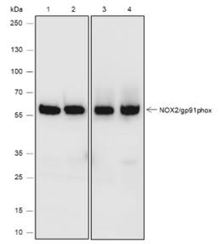 NOX2 Recombinant Rabbit Monoclonal Antibody