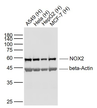 NOX2 Recombinant Rabbit Monoclonal Antibody