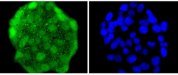 HES1 Recombinant Rabbit Monoclonal Antibody