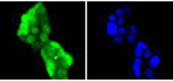 HES1 Recombinant Rabbit Monoclonal Antibody