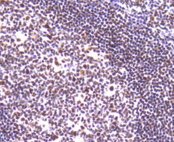 Ku80 Recombinant Rabbit Monoclonal Antibody