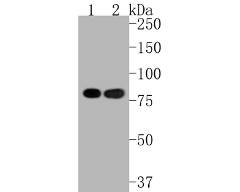 Ku80 Recombinant Rabbit Monoclonal Antibody