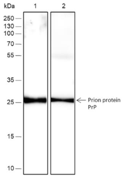 PRNP Recombinant Rabbit Monoclonal Antibody