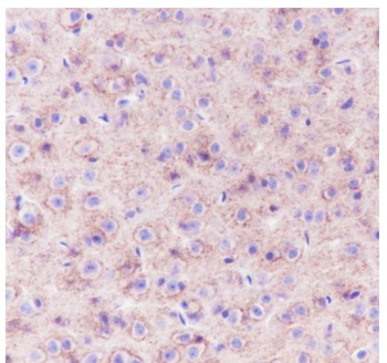 PRNP Recombinant Rabbit Monoclonal Antibody