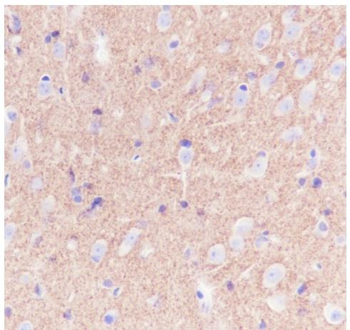 PRNP Recombinant Rabbit Monoclonal Antibody