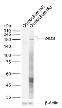 NNOS Recombinant Rabbit Monoclonal Antibody