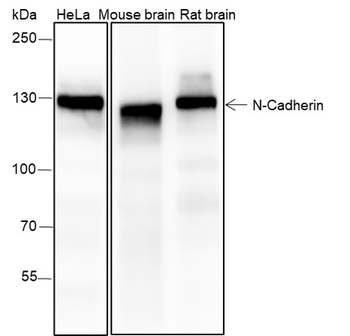 N Cadherin Recombinant Rabbit Monoclonal Antibody
