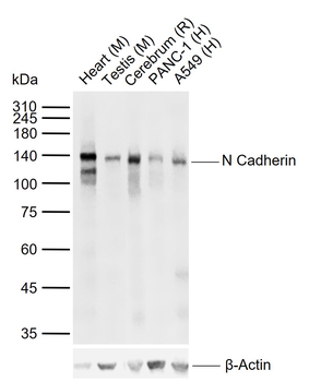 N Cadherin Recombinant Rabbit Monoclonal Antibody