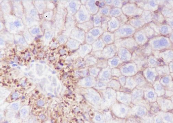 N Cadherin Recombinant Rabbit Monoclonal Antibody